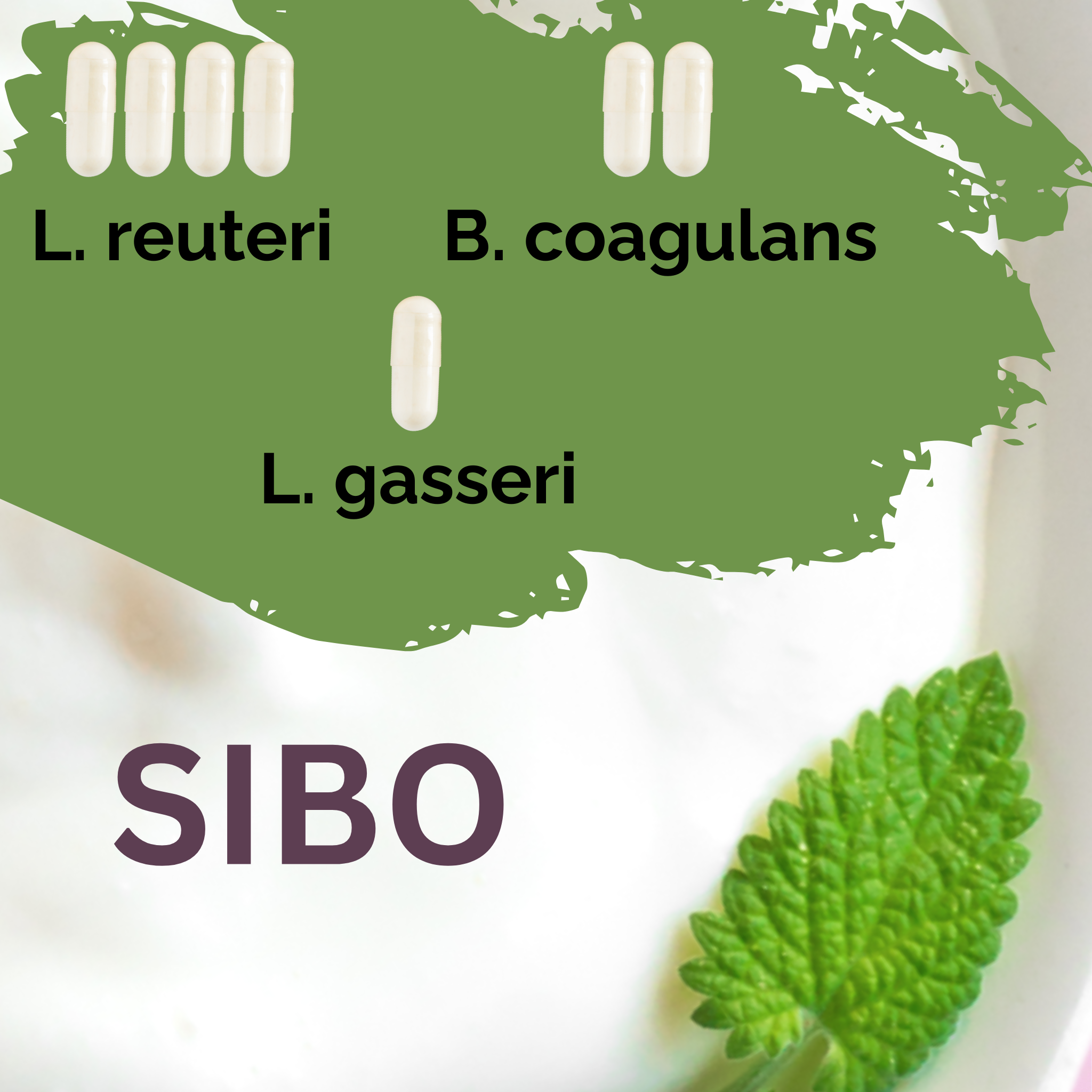 L. reuteri + B. coagulans + L. gasseri | 優格發酵劑套裝 | 小腸細菌過度生長 | 發酵劑菌種 | 3入裝